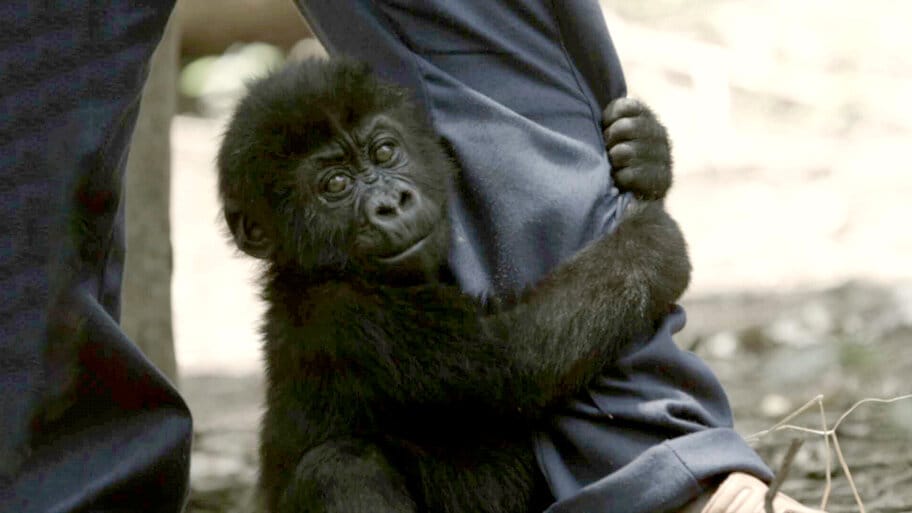 Virunga: Gorillas in Peril backdrop